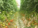 Tomate sous abris, région d'Agadir