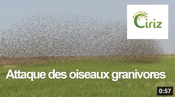 Vidéo attaque des oiseaux granivores